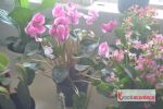 Casa de Plantas “Flor de Maria” chega a Penedo para dar mais charme ao seu jardim