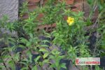 Casa de Plantas “Flor de Maria” chega a Penedo para dar mais charme ao seu jardim
