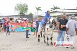 1ª Cavalgada de Cavalo de Pau estimula tradição e diversão em Penedo