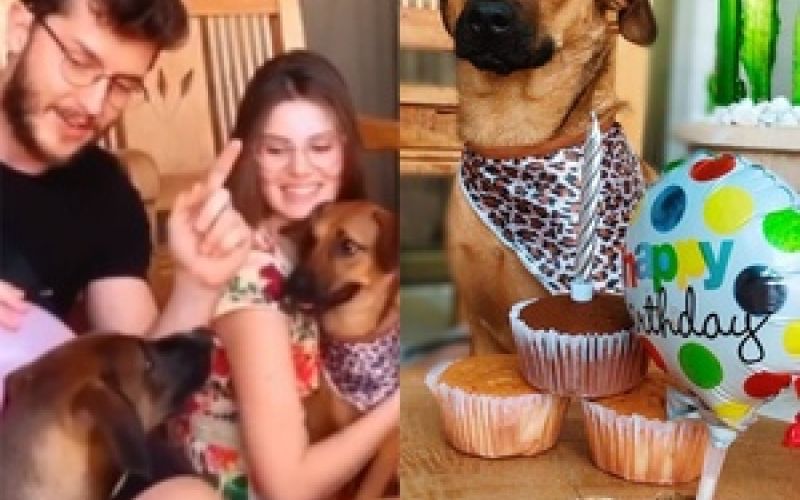 Camila e Klebber fazem festa de aniversário para a cachorra, Angel