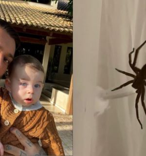 Que susto! Esposa de Lucas Lucco encontra aranha gigante no berço do filho